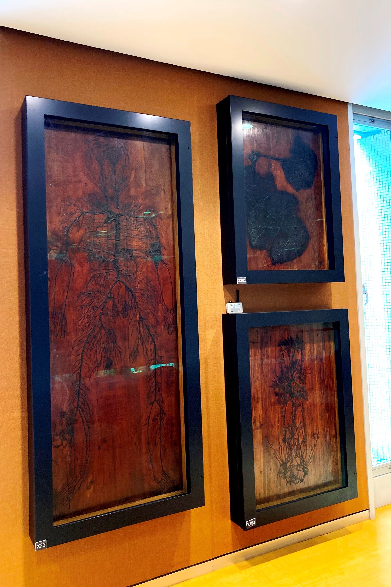 RCP Anatomical tables, London by Domiziana Nardelli and Francesco Gambioli - 04.jpeg
